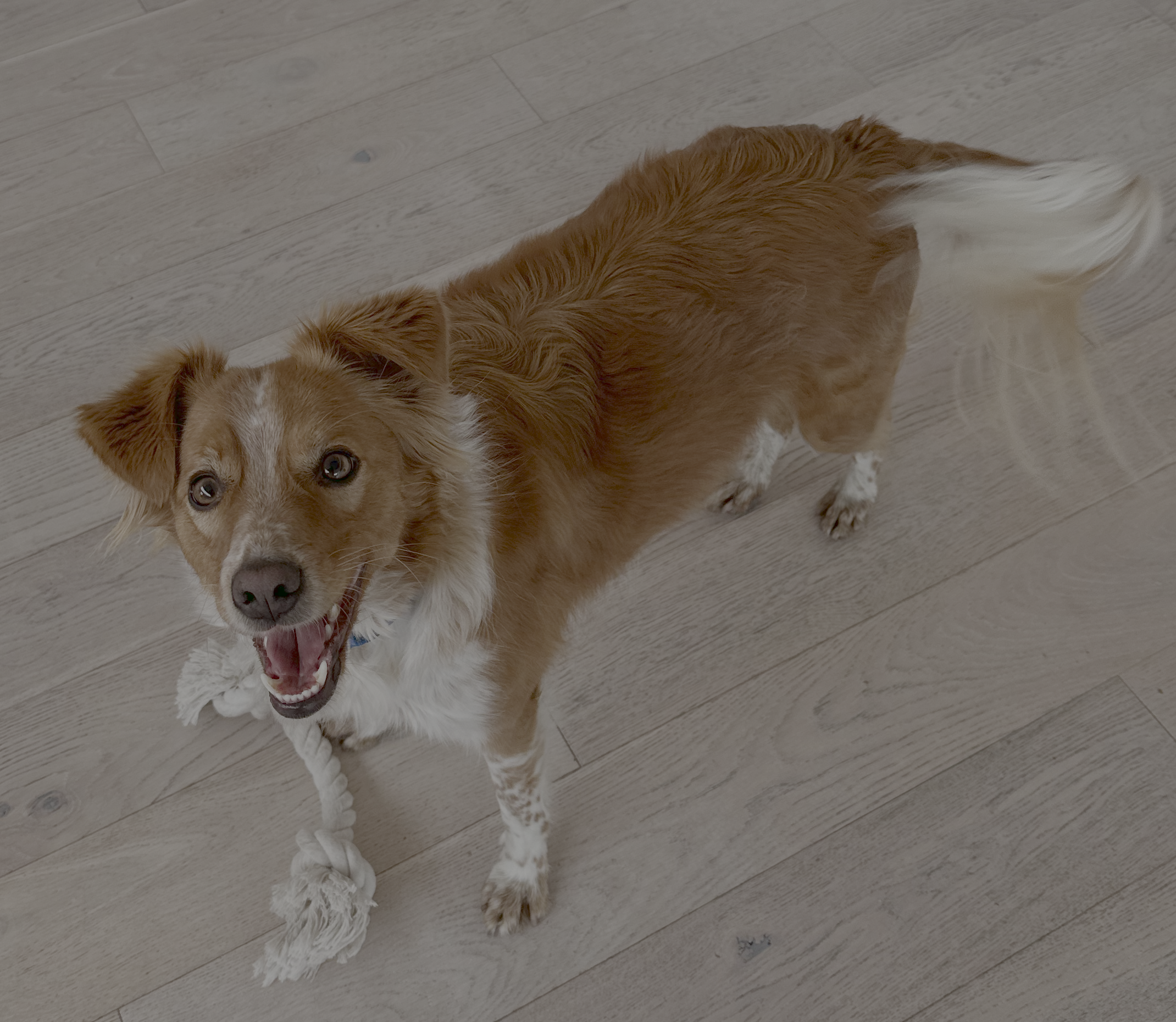 A picture of Pepe the dog, smiling at the camera with a rope toy.